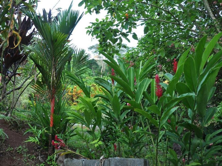 Pension Temaeva Villa Opoa Buitenkant foto